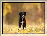 Pies, Szczeniak, Border collie